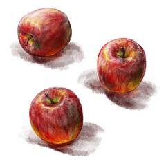 りんごの写実的な手描き水彩画風イラスト（個別・影付き）