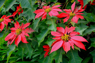 Weihnachtsstern (Euphorbia pulcherrima), auch Adventsstern, Christstern oder Poinsettie, rote Hochbl&auml;tter