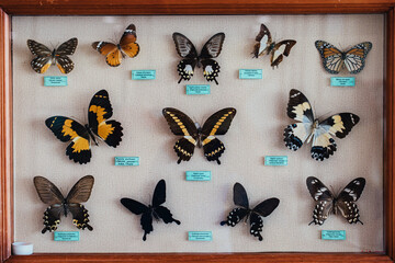 Collection of dried insects, butterflies under glass
