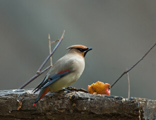 Japanse Pestvogel, Japanese Waxwing, Bombycilla japonica