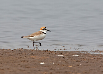 Strandplevier; Kentish Plover; Charadrius alexandrinus