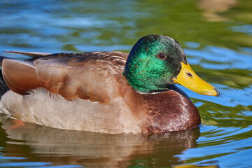 Mallard Male Closeup ( Anas platyrhynchos )	