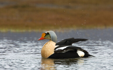 Koningseider, King Eider, Somateria spectabilis