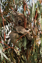 Koala. Koala, Phascolarctos cinereus