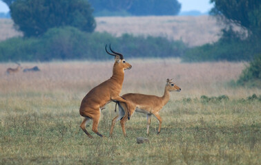 Kob, Kob, Kobus kob