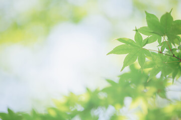 Japanese green maples leaves with blue sky