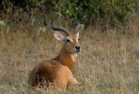 Kob, Kob, Kobus kob