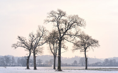 Wintry landscape with bare trees at sunrise in a rural setting in Bavaria