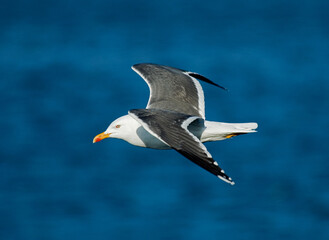 Lesser Black-backed Gull, Kleine Mantelmeeuw, Larus fuscus
