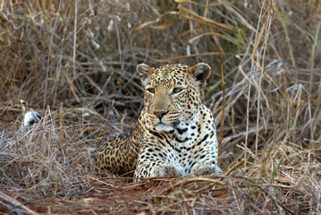 Luipaard, Leopard, Panthera pardus