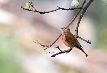 Kneu; Common Linnet; Carduelis cannabina