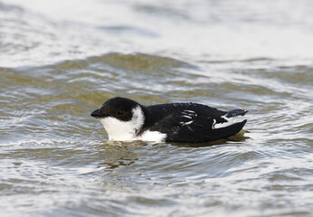 Kleine Alk,Little Auk, Alle alle