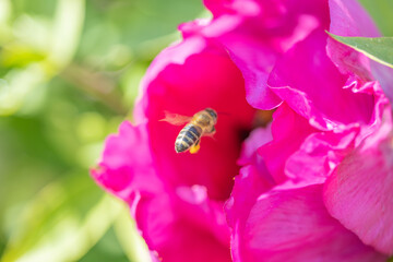 A bee on a fuchsia peony flower. Detailed macro view.