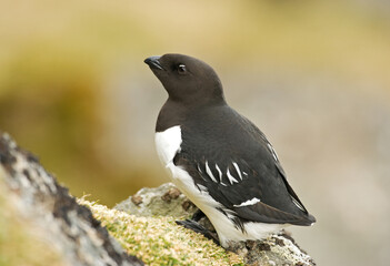 Little Auk, Kleine Alk, Alle alle