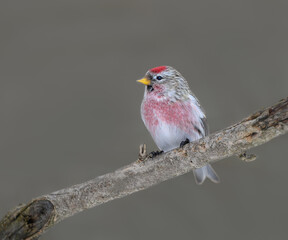 Common Redpoll in Winter on Gray Background