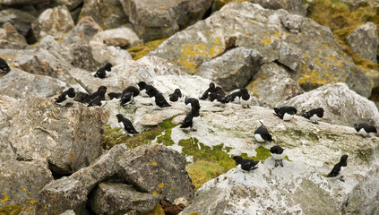 Little Auk, Kleine Alk, Alle alle