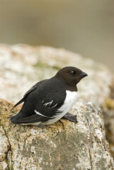 Little Auk, Kleine Alk, Alle alle