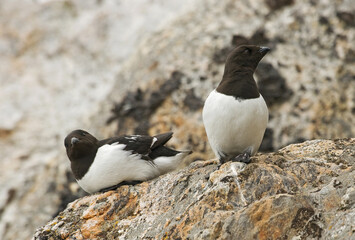 Little Auk, Kleine Alk, Alle alle