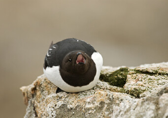 Little Auk, Kleine Alk, Alle alle