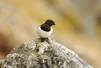 Little Auk, Kleine Alk, Alle alle