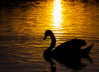 floating at sunset one Swan