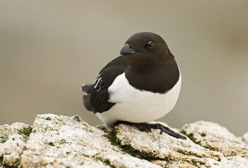 Little Auk, Kleine Alk, Alle alle