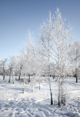 winter landscape park trees rime against the sky