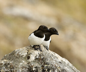 Little Auk, Kleine Alk, Alle alle