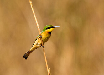 Dwergbijeneter,  Little Bee-eater, Merops pusillus