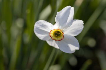 Obraz premium White narcissus flower on a background of green leaves in sunny weather. Detailed macro view.