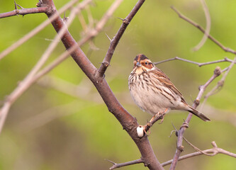 Dwerggors, Little Bunting, Emberiza pusilla