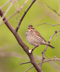 Dwerggors, Little Bunting, Emberiza pusilla
