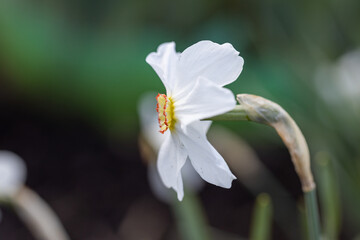 White narcissus flower on a background of green leaves in sunny weather. Detailed macro view.