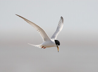 Dwergstern, Little Tern, Sternula albifrons