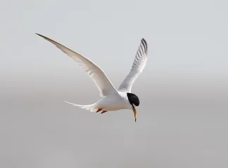 Fototapeten Dwergstern, Little Tern, Sternula albifrons © AGAMI