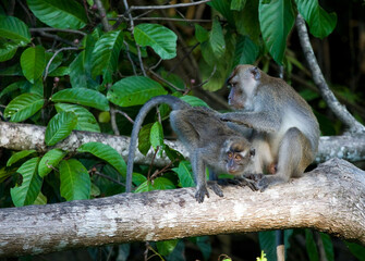 Krabbenetende makaak, Long-tailed Macaque, Macaca fascicularis