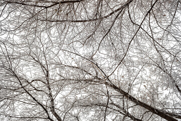 tree branches in winter on a background of white cloudy sky