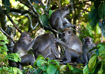 Krabbenetende makaak, Long-tailed Macaque, Macaca fascicularis
