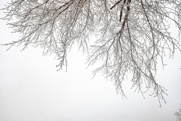 tree branches in winter on a background of white cloudy sky