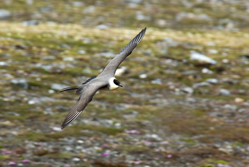 Kleinste Jager, Long-tailed Skua, Stercorarius longicaudus