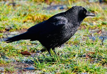 crow on the grass