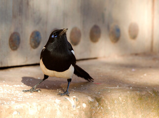 Maghreb Ekster, Maghreb Magpie, Pica mauritanica