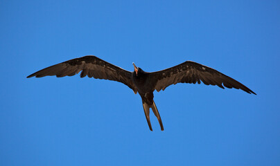 Amerikaanse fregatvogel; Fregata magnificens; Magnificent Frigatbird