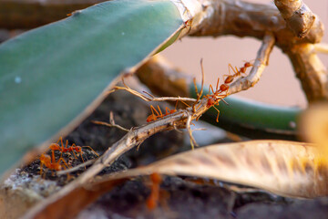 ants on the stick tree