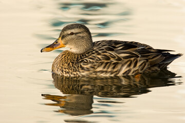Wilde Eend, Mallard, Anas platyrhynchos