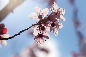beautiful illuminated by sunlight fresh cherry blossoms