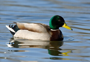 Wilde Eend, Mallard, Anas platyrhynchos © AGAMI
