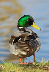 Mallard, Wilde Eend, Anas platyrhynchos