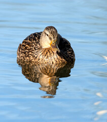 Wilde Eend; Mallard; Anas platyrhynchos