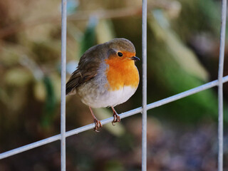 robin on a fence